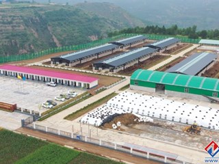 正兴现代农牧千头早胜牛繁育基地